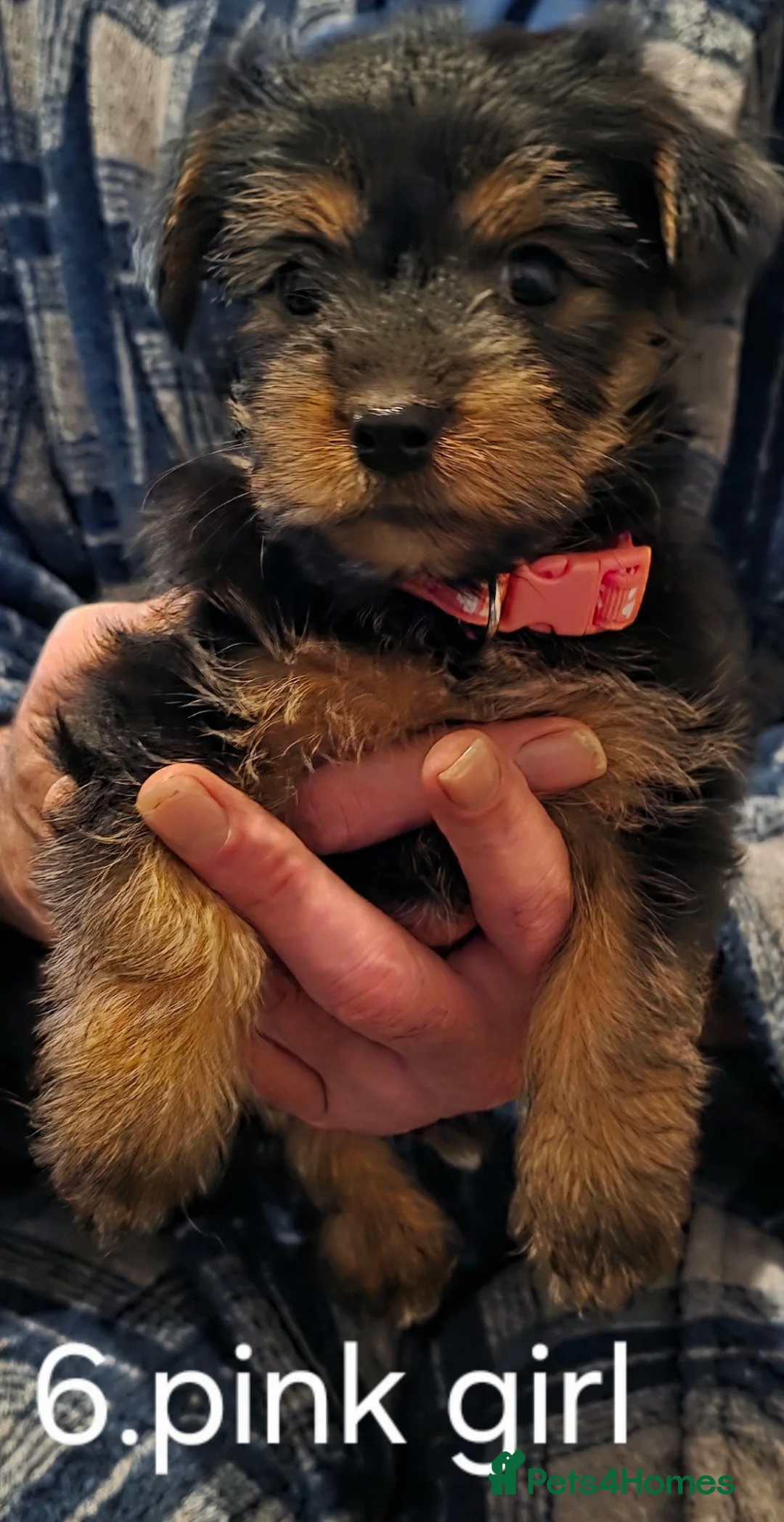 Yorkshire Terrier dogs for sale: 3 beautiful Yorkshire terriers puppies left - Advert 20