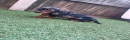 Dachshund dogs for sale: Dchshund miniature - Advert 15