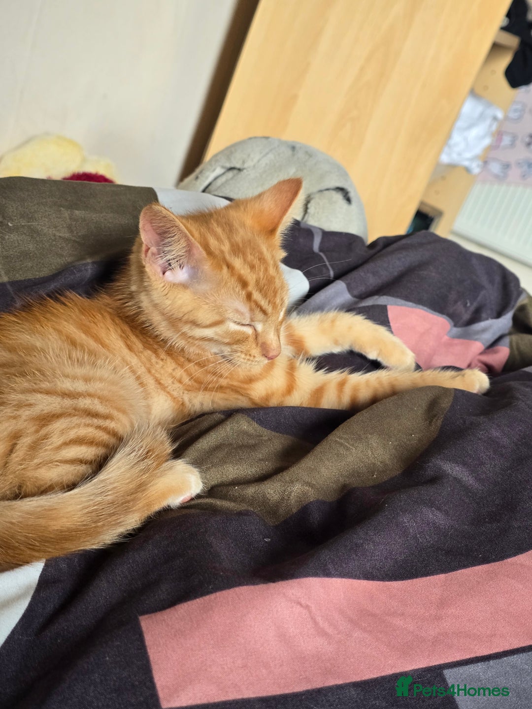 Domestic Shorthair cats for sale: Ginger Male Kitten - Image 3