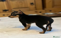 Miniature Pinscher dogs for sale: Prague Ratter– Mini Pinscher Puppies - Image 6
