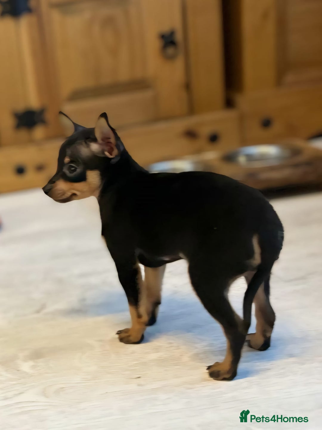 Miniature Pinscher dogs for sale: Prague Ratter– Mini Pinscher Puppies - Image 6