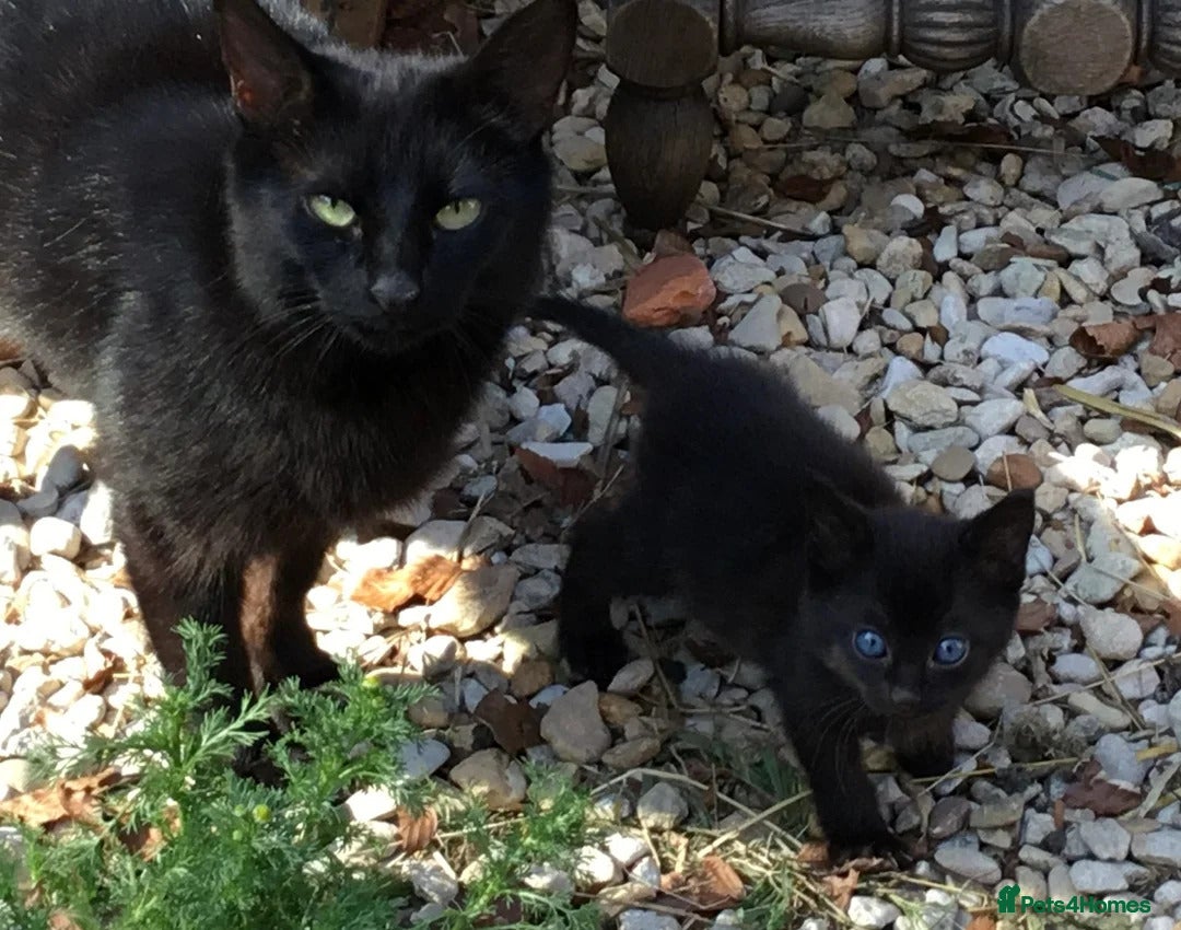 Domestic Shorthair cats for sale: Two Kittens Looking For Their Forever Home £25 - Image 7