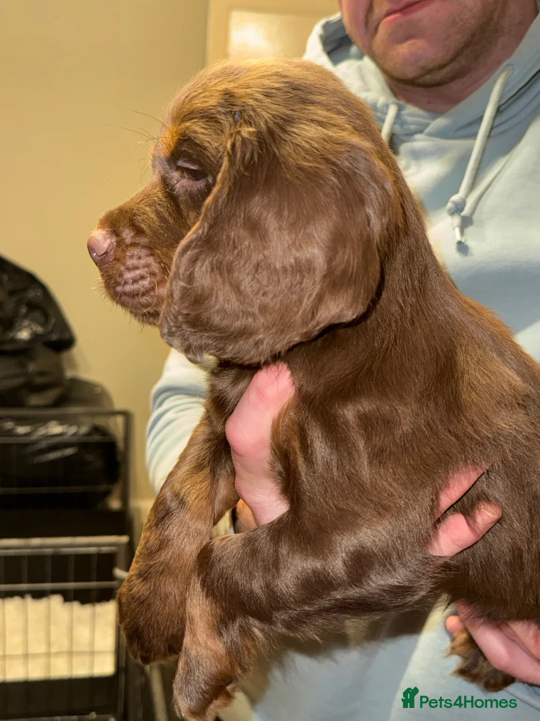 Cocker Spaniel dogs for sale: Stunning KC registered Cocker Spaniel Pups - Advert 3