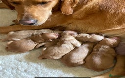 Golden Retriever dogs for sale: KC reg fox Red golden retrievers  - Image 2
