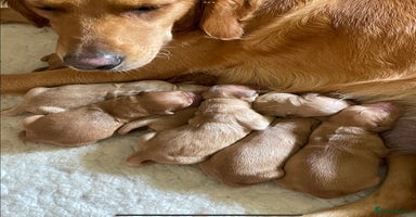 Golden Retriever dogs - Advert 4