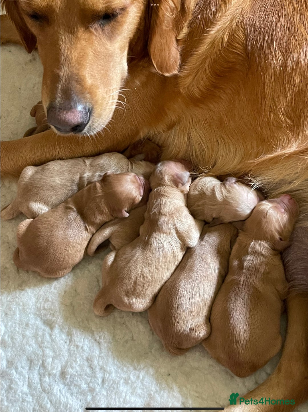Golden Retriever dogs for sale: KC reg fox Red golden retrievers  - Image 2