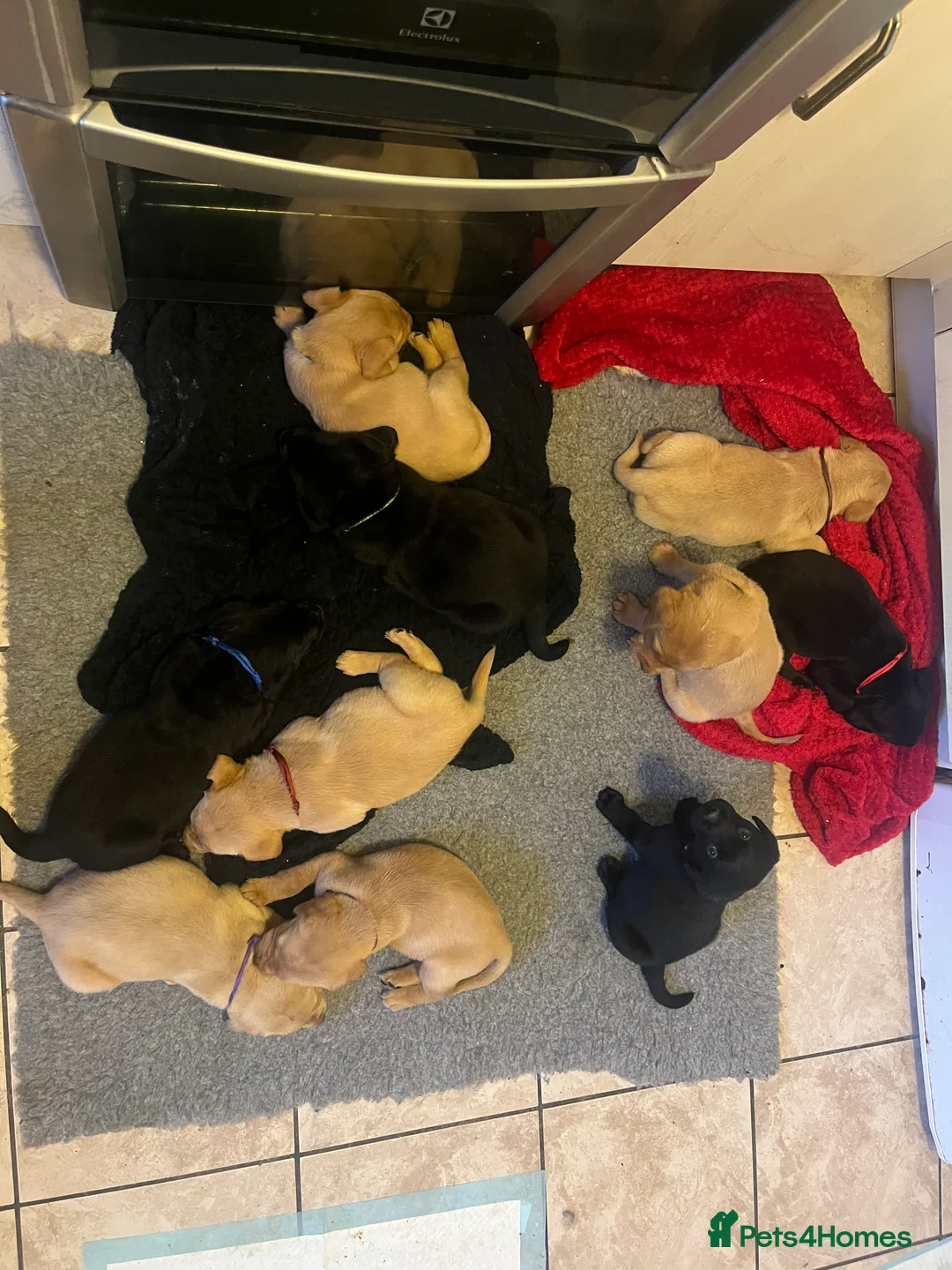 Labrador Retriever dogs for sale: Stunning Chunky KC Registered Labrador Puppies  - Advert 10