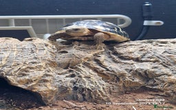Hermann Tortoise reptiles for sale: Dwarf Hermann Tortise - Image 4