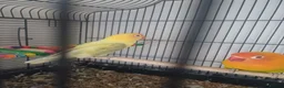 Lovebirds birds for sale: Lovebirds for sale - Advert 4