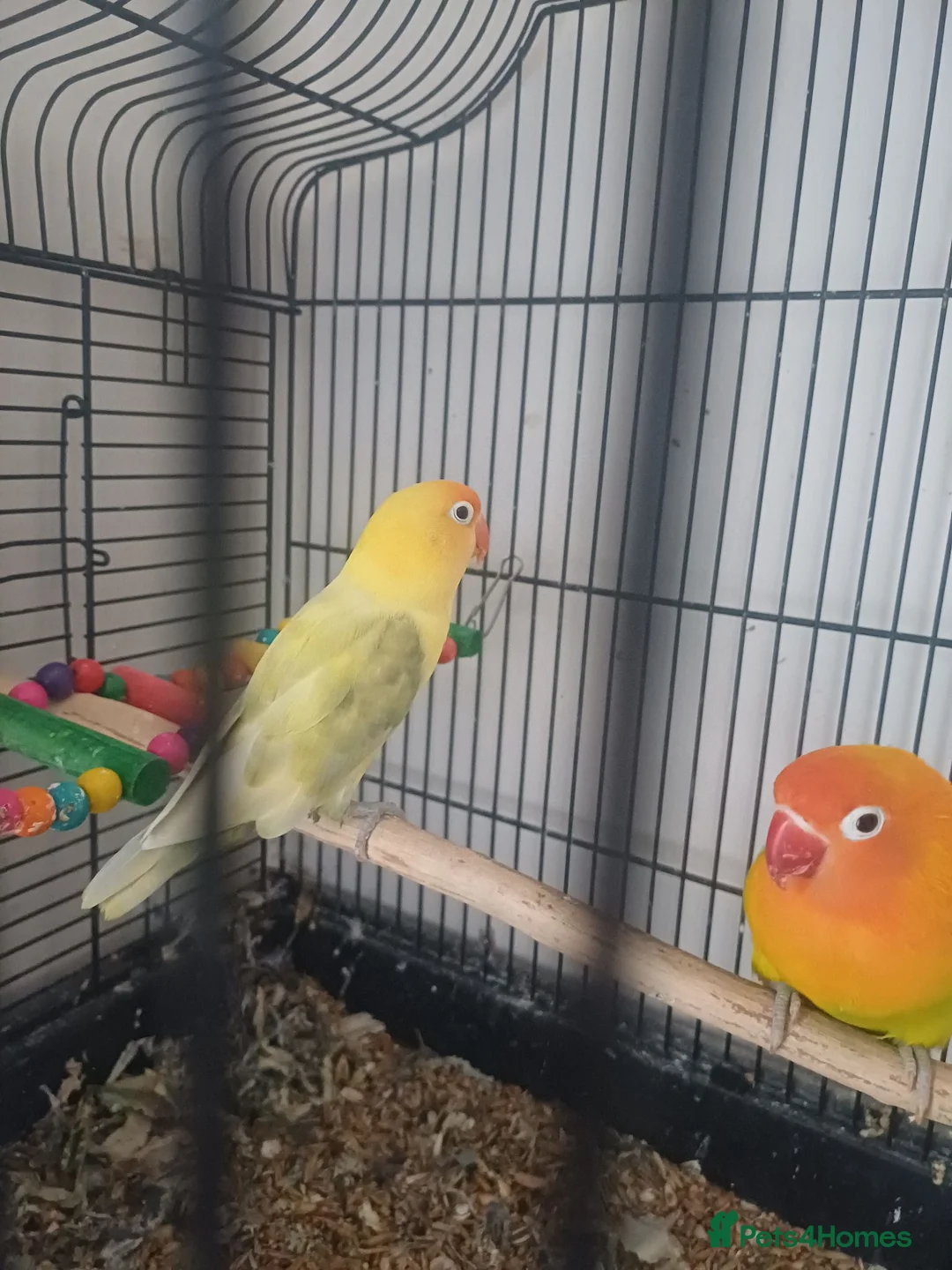 Lovebirds birds for sale: Lovebirds for sale - Advert 4
