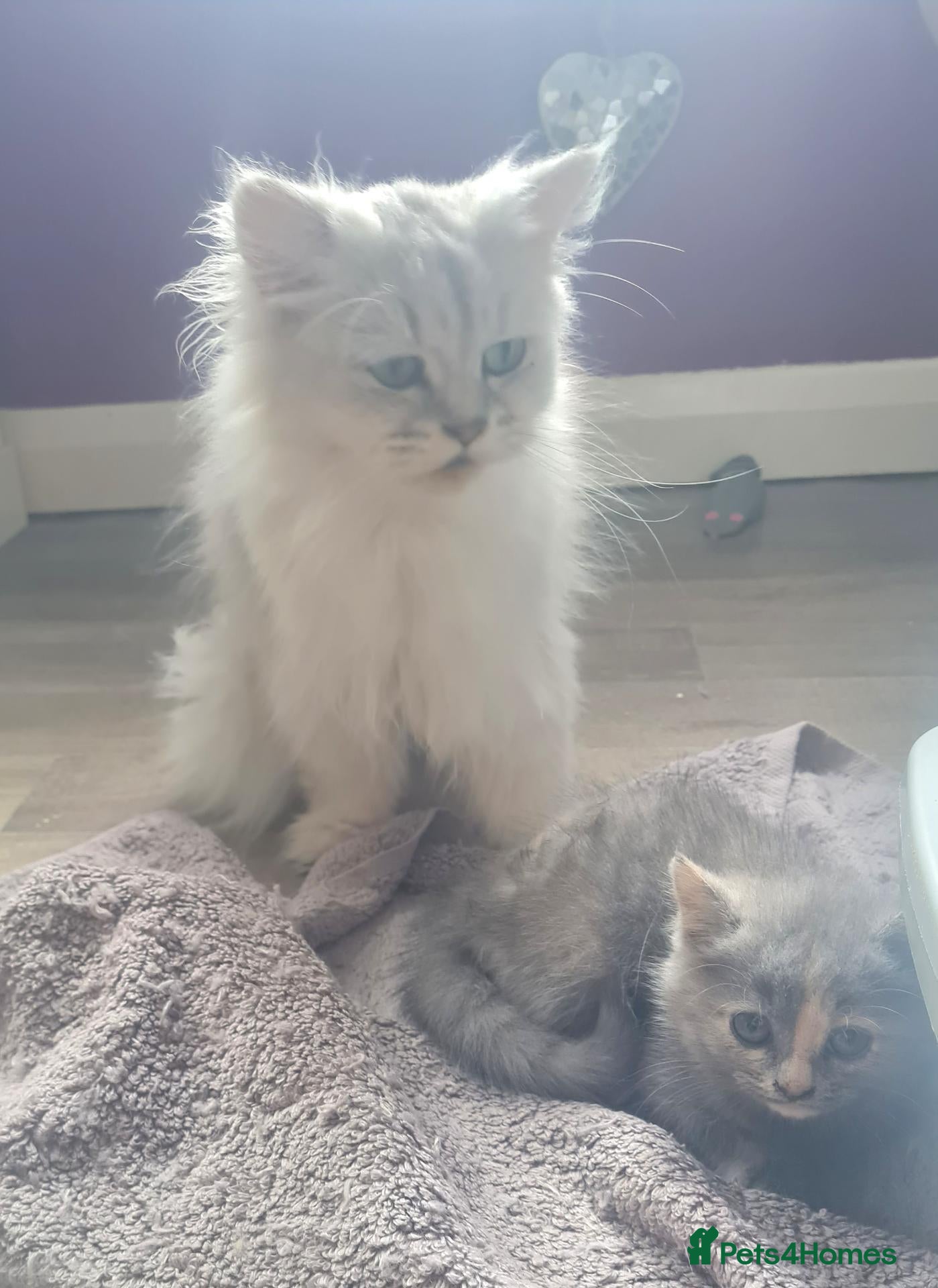 Persian cats Chinchilla persian X ready now - Advert 2
