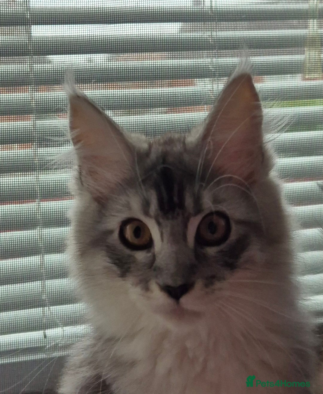 Maine Coon cats for sale: GCCF Registered Maine Coon Kittens Ready to go - Advert 8