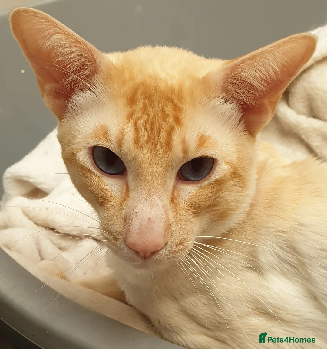 Siamese cats for stud: Flame Point Siamese - Stud Only in Darwen - Advert 1