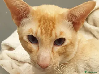 Siamese cats Flame Point Siamese - Stud Only - Advert 3