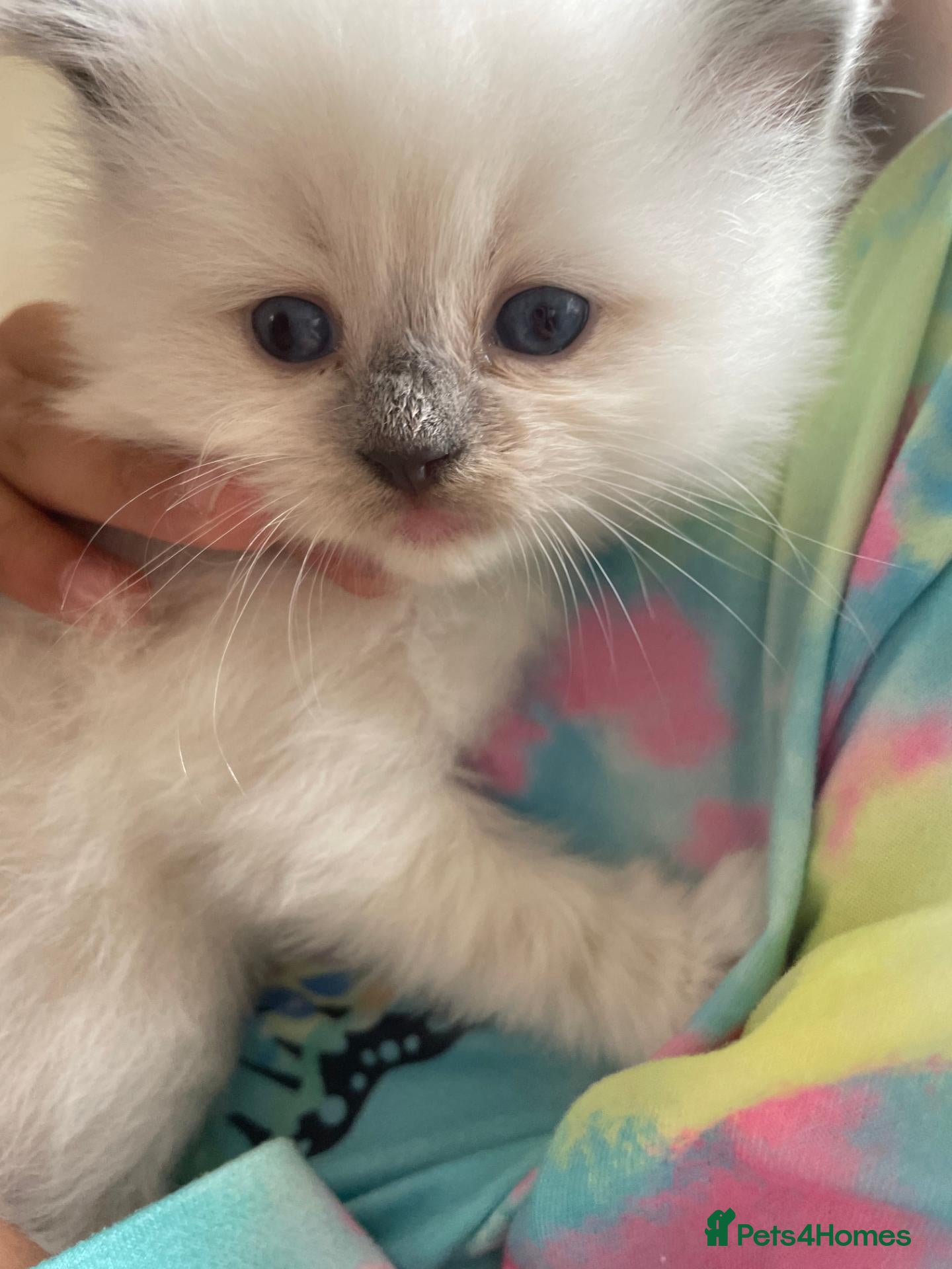 Ragdoll cats Blue Point Kitten Remaining (Red Collar) - Advert 1