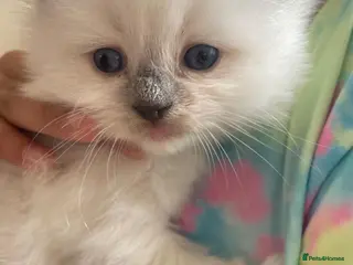 Ragdoll cats Blue Point Kitten Remaining (Red Collar) - Advert 1