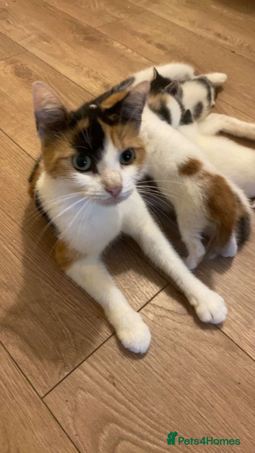 Mixed Breed cats 🐾 2 Adorable Tabby Kittens – 1 Boy & 1 Girl 🐾 - Advert 1