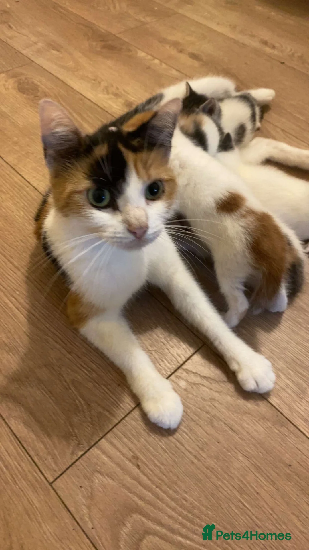Mixed Breed cats for sale: 🐾 2 Adorable Tabby Kittens – 1 Boy & 1 Girl 🐾 in London - Advert 1