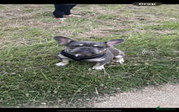 French Bulldog dogs for sale: French bulldog  - Image 8