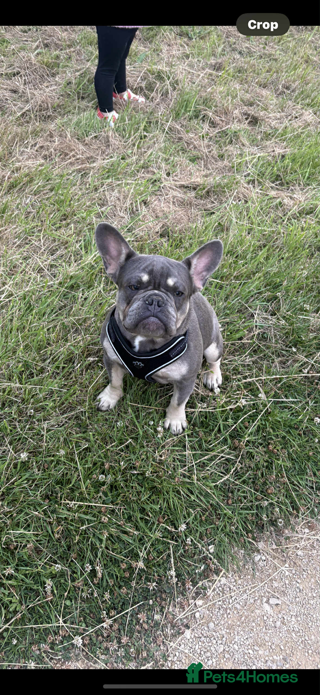 French Bulldog dogs for sale: French bulldog  - Image 8