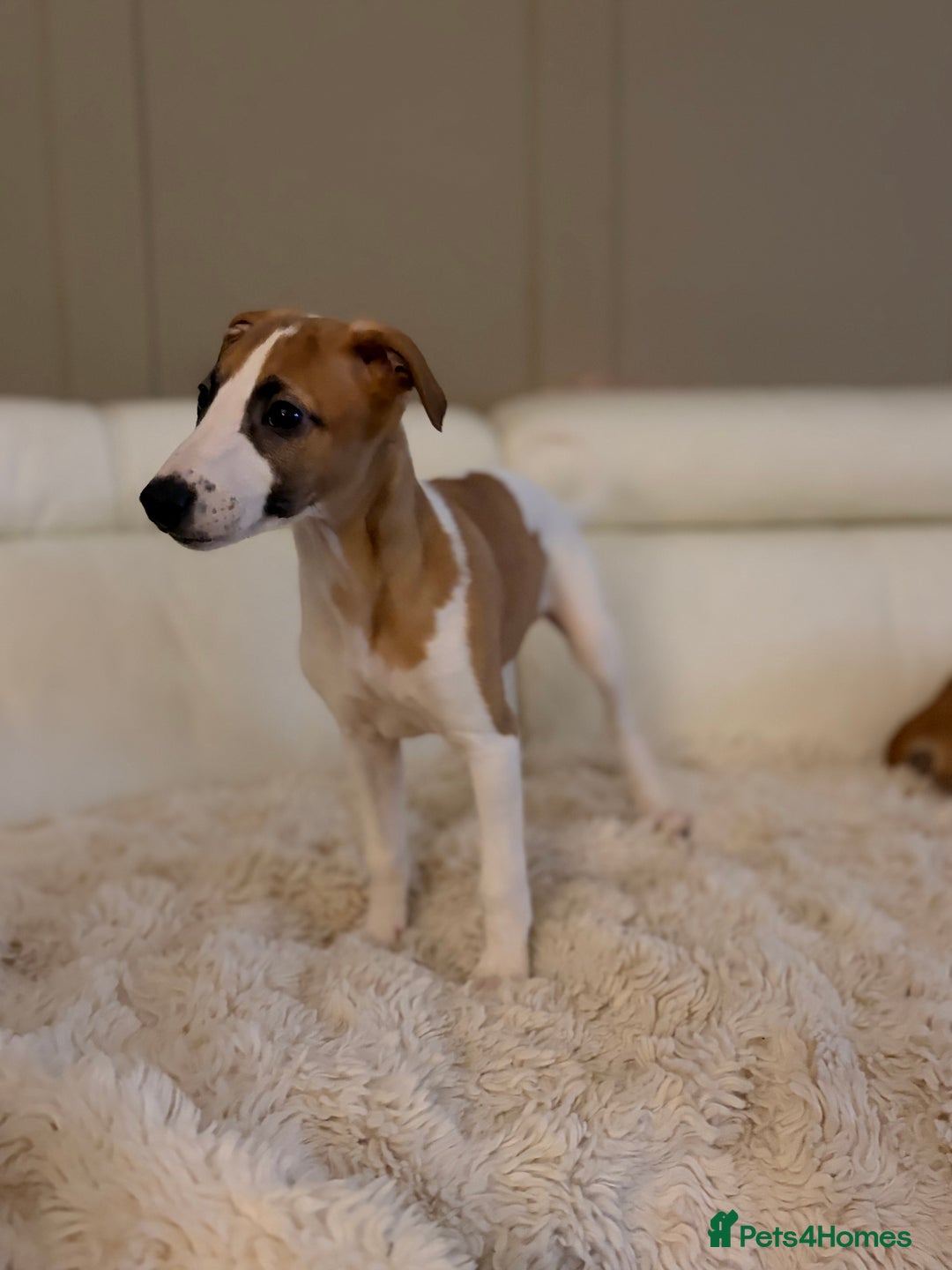 Whippet dogs for sale: 📣 Outstanding Show & Racing Lines - Advert 1