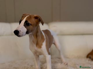 Whippet dogs 📣 Outstanding Show & Racing Lines - Advert 4