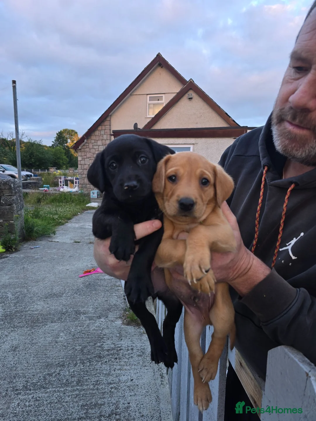 Labrador Retriever dogs for sale: Beautiful Chunky Labrador Puppies in Caernarfon - Advert 1