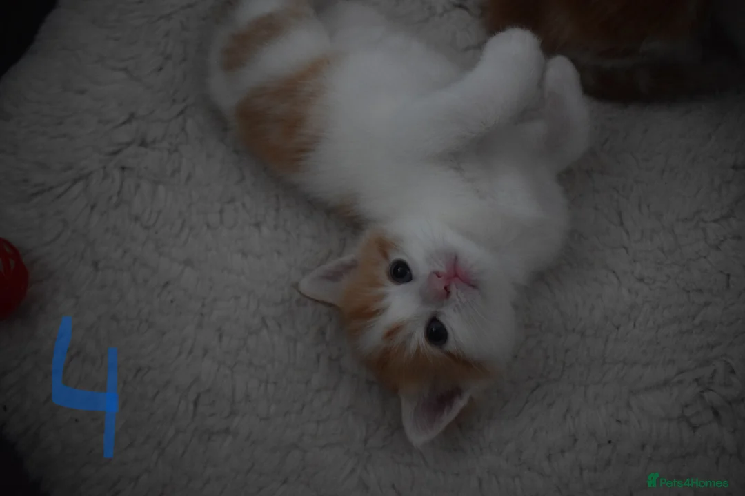 Mixed Breed cats for sale: Fluffy half ragdoll kittens available for sale - Advert 14