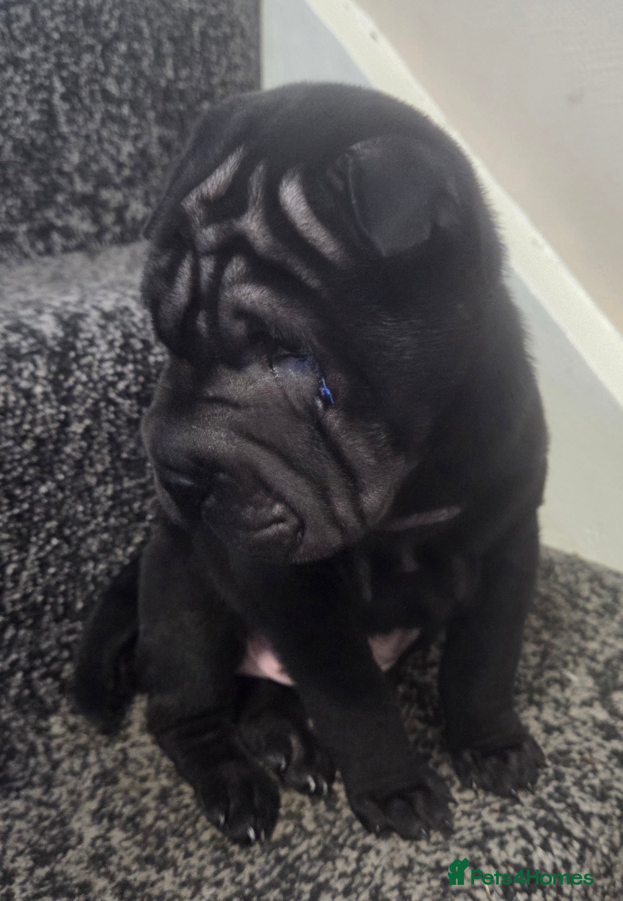 Shar Pei dogs 💙 READY 10.12.25. 1 BOY SHAR PEI LEFT 💙 - Advert 1