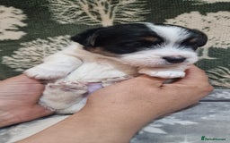 Jack Russell dogs for sale: KC Reg Jack Russell Pups,Parents DNA health tested - Image 21