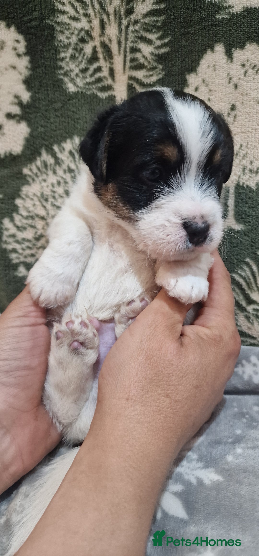 Jack Russell dogs for sale: KC Reg Jack Russell Pups,Parents DNA health tested - Image 21
