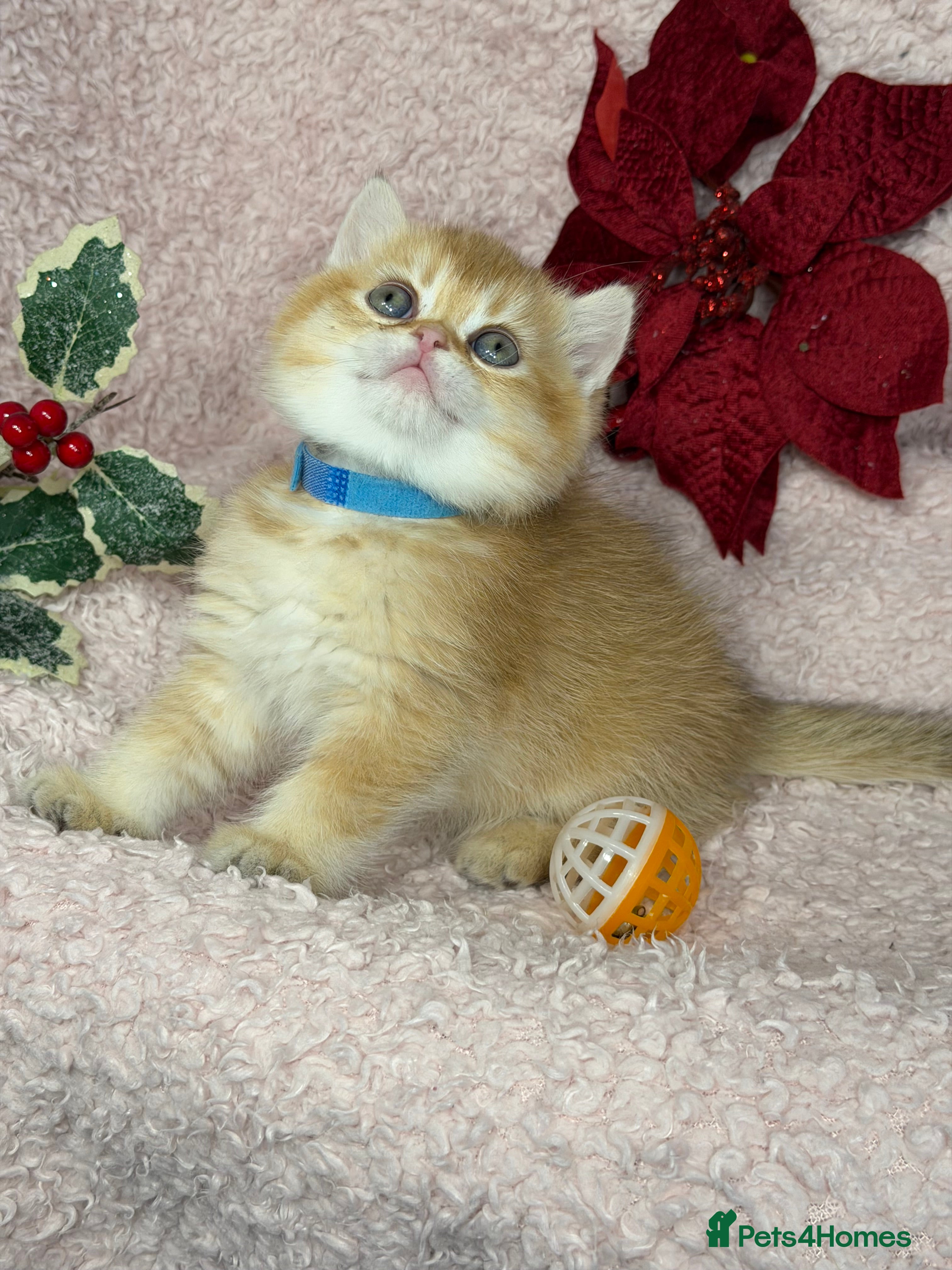 British Shorthair cats Adorable British shh golden kittens GCCF  - Advert 2