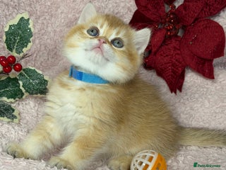 British Shorthair cats Adorable British shh golden kittens GCCF - Advert 3