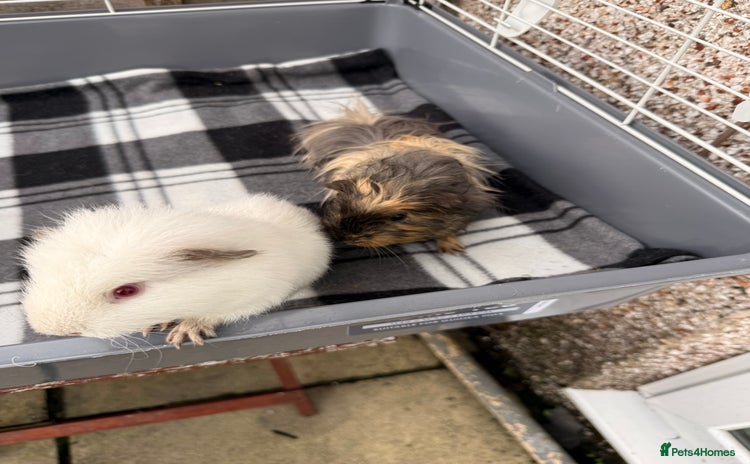 Guinea Pig rodents - Advert 2