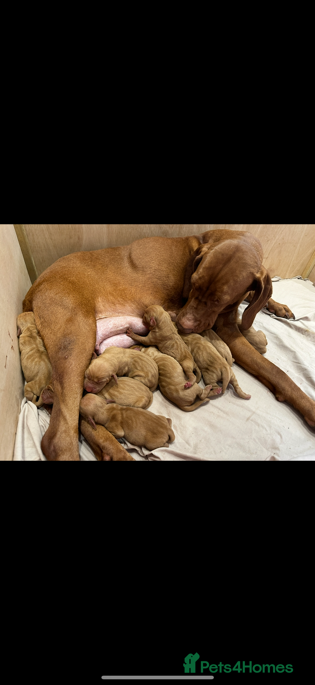 Hungarian Vizsla dogs for sale: KC Reg. Hungarian Vizsla puppies - Advert 5