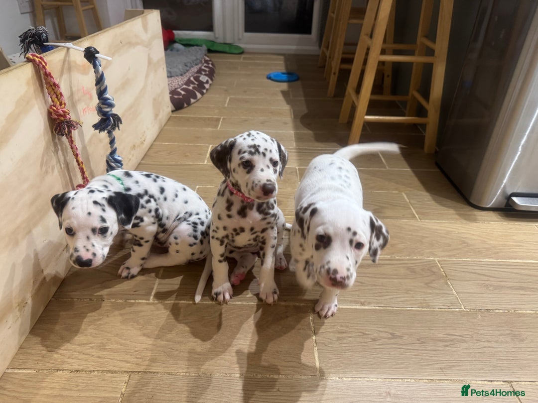 Dalmatian dogs for sale: 7 Dalmatian puppies available  - Image 12