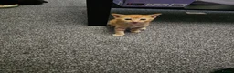Mixed Breed cats for sale: 4 beautiful kittens left - Advert 11