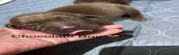 Labrador Retriever dogs for sale: Stunning Labrador Puppies   - Advert 8