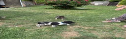 Brittany Spaniel dogs for sale: Brittanys  - Advert 8