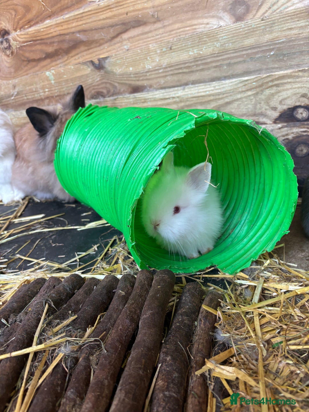 Lionhead rabbits for sale: Beautiful lion head bunnies - Image 3