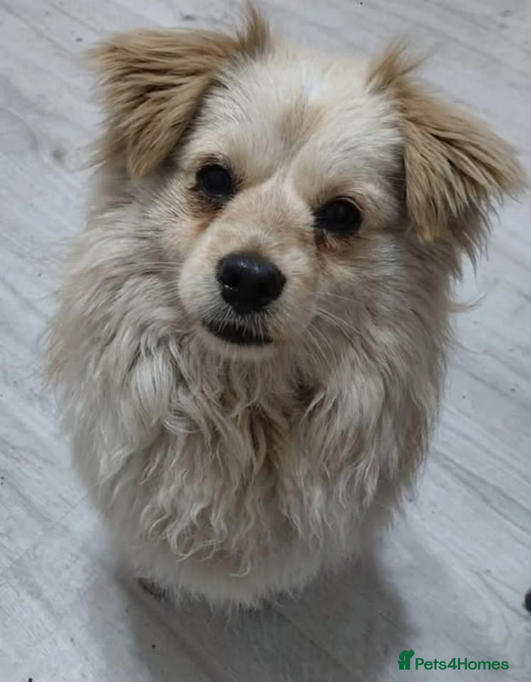 Mixed Breed dogs for adoption: Albie in Nottingham - Advert 4