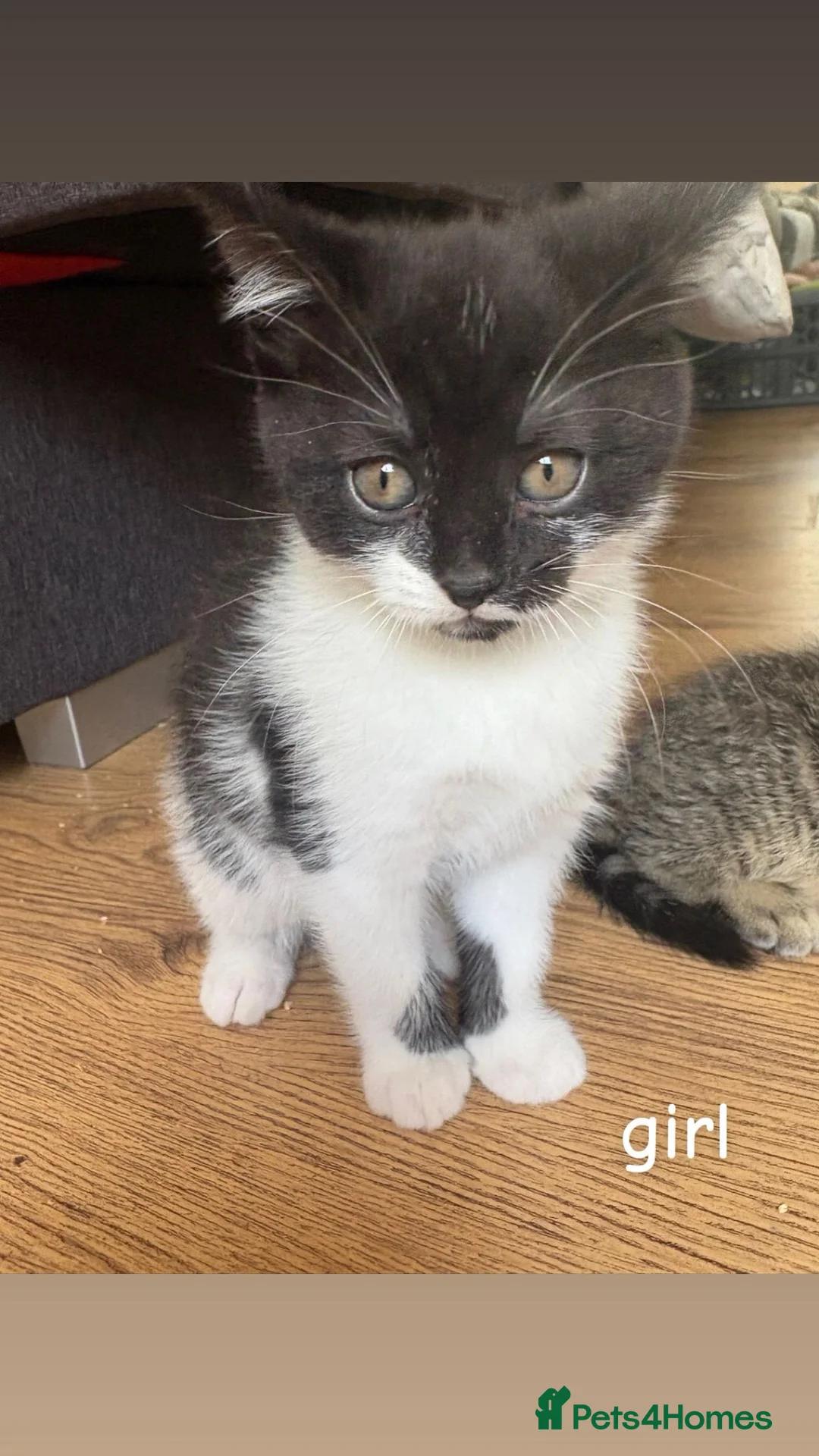 Scottish Fold cats for sale: Cat Scottish fold - Advert 2