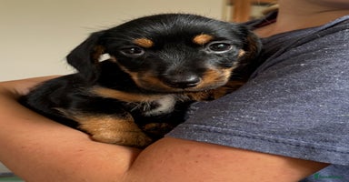 Mixed Breed dogs - Advert 16
