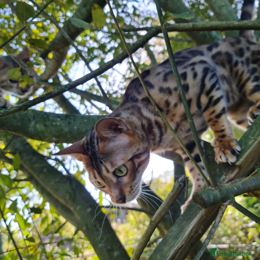 Bengal cats for sale: Breeding quality pedigree bengal boy & girl - Image 13