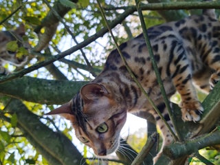 Bengal cats - Advert 3