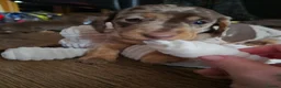 Miniature Dachshund dogs for sale: Miniature dachshunds  - Advert 7