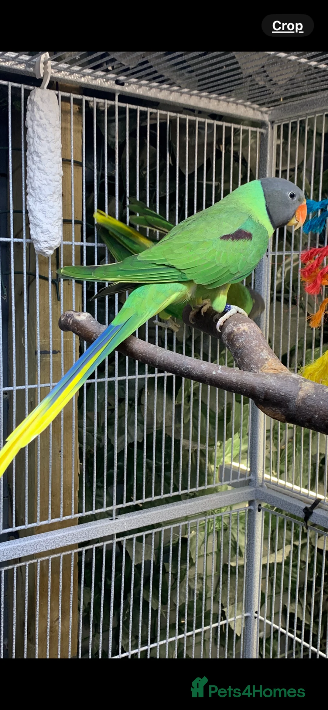 Parakeets birds for sale: Breeding pair of slaty headed parakeets  in Redruth - Advert 2