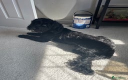 Cockapoo dogs for sale: Cockapoo 10 months old Puppy - Image 1