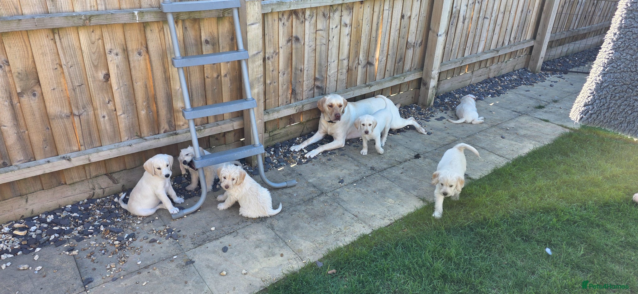 Labradoodle dogs 9 Beautiful Labradoodle Puppies - Advert 1