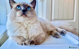 Ragdoll cats for sale: Lovely Ragdoll looking for lovely family - Advert 26